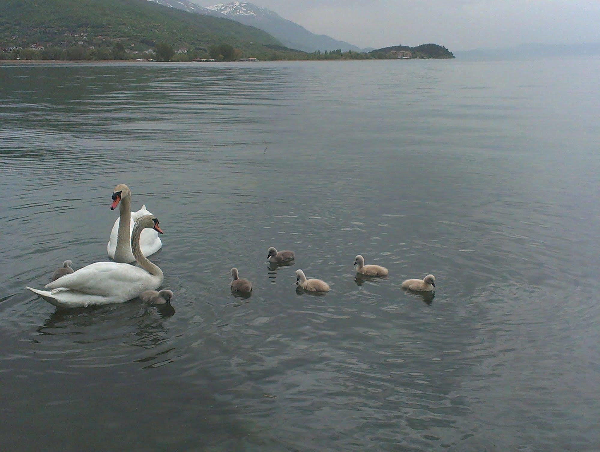 De Lux Kosta Center * Ohrid